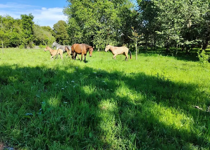 Quinta Dos Carvalhos Pensión 3*